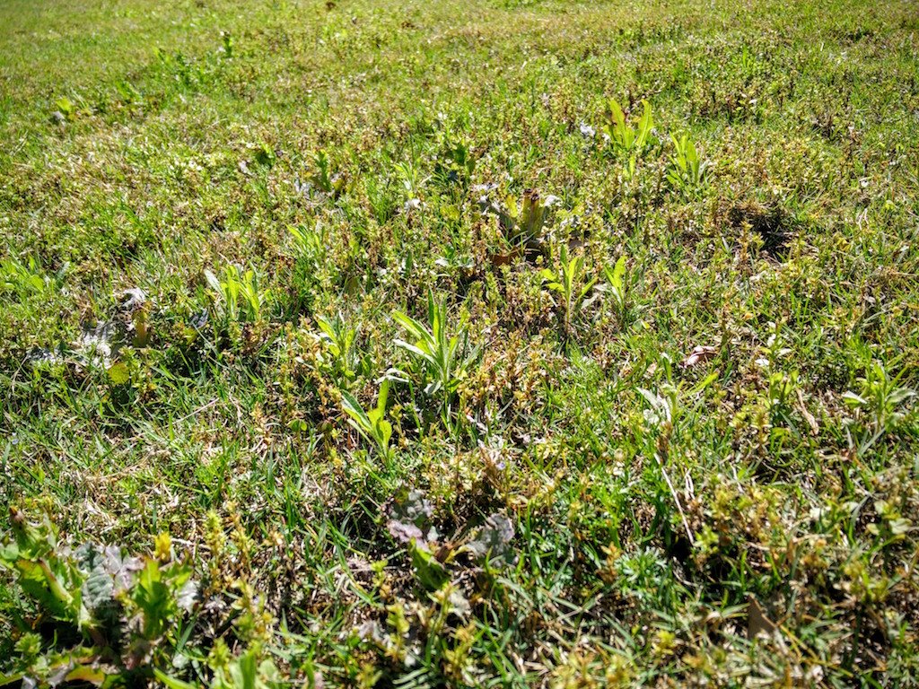 Picture of Grass in need of Weed and Feed