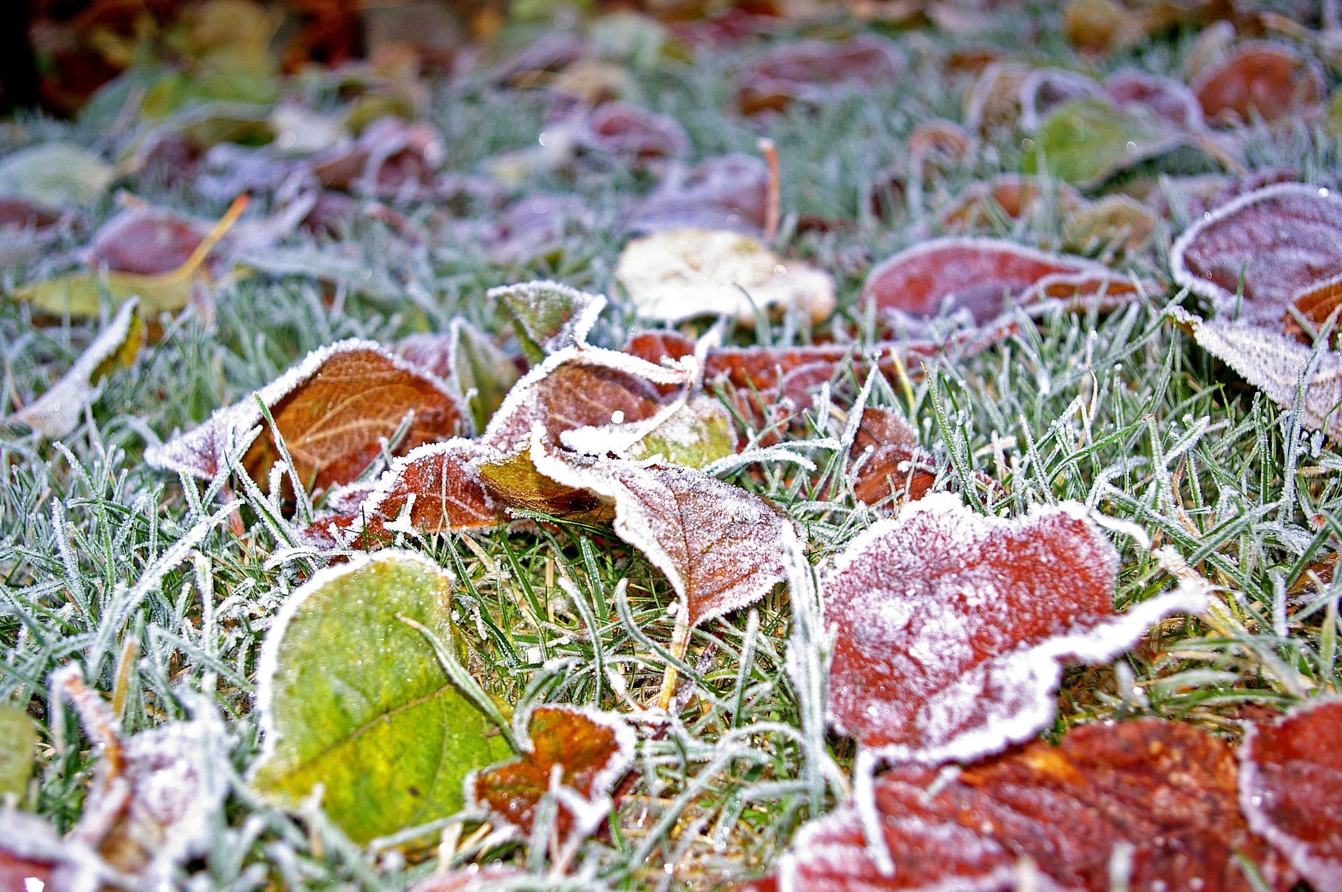 How Much Should You Water Grass In The Texas Winter?