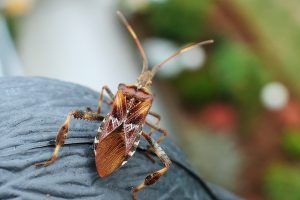 Are Your Yellow Patches Caused By Chinch Bugs? 6