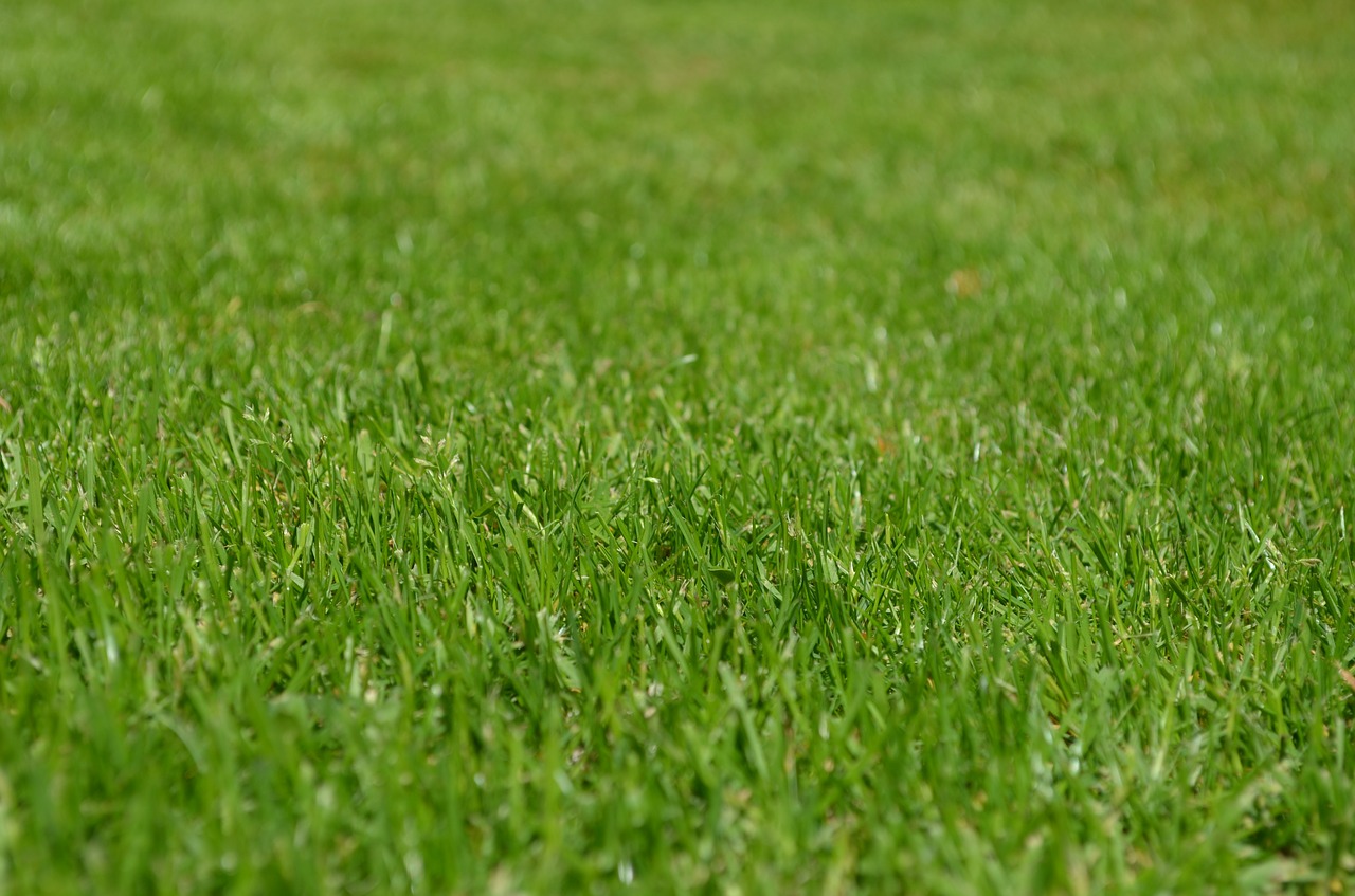 How To Plant Bermuda Grass In Texas?