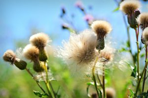 Not-So-Wonderful Weeds: Types of Weeds and How to Treat Them