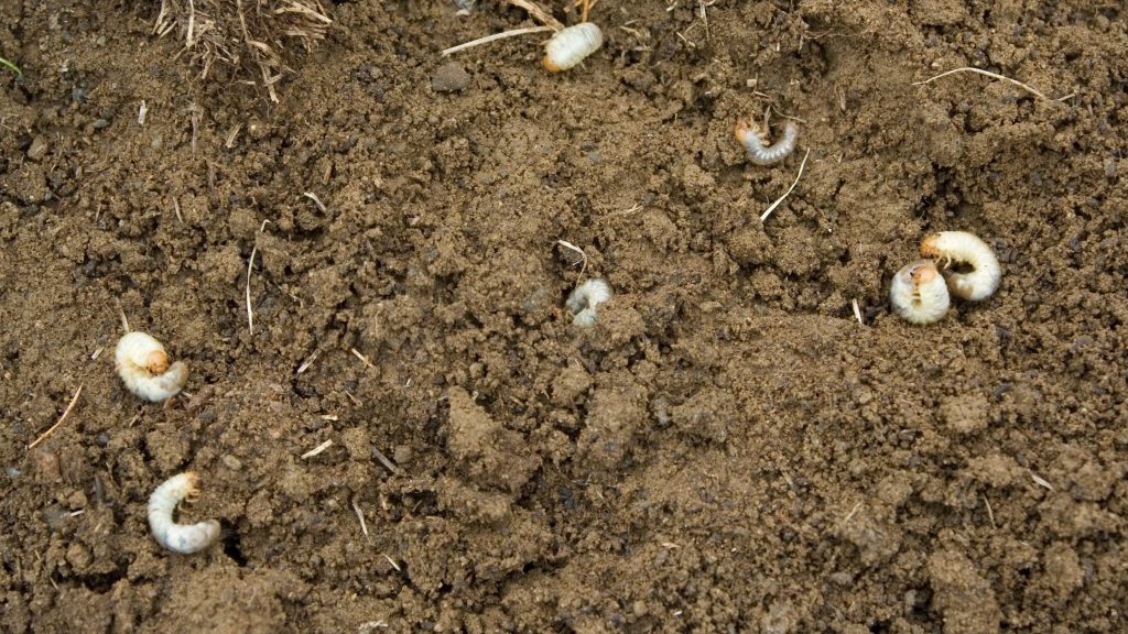 When To Treat For Grubs In Central Texas?