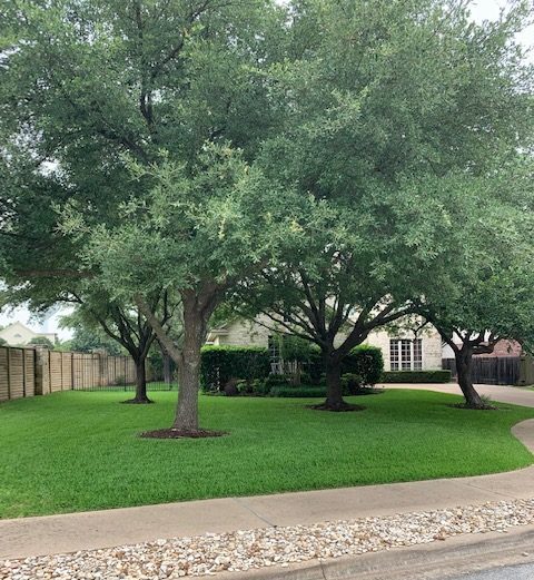 https://www.grassworksaustin.com/wp-content/uploads/2022/07/Grass-Works-Austin-Four-Points-Lawn-7-e1566245738466.jpg