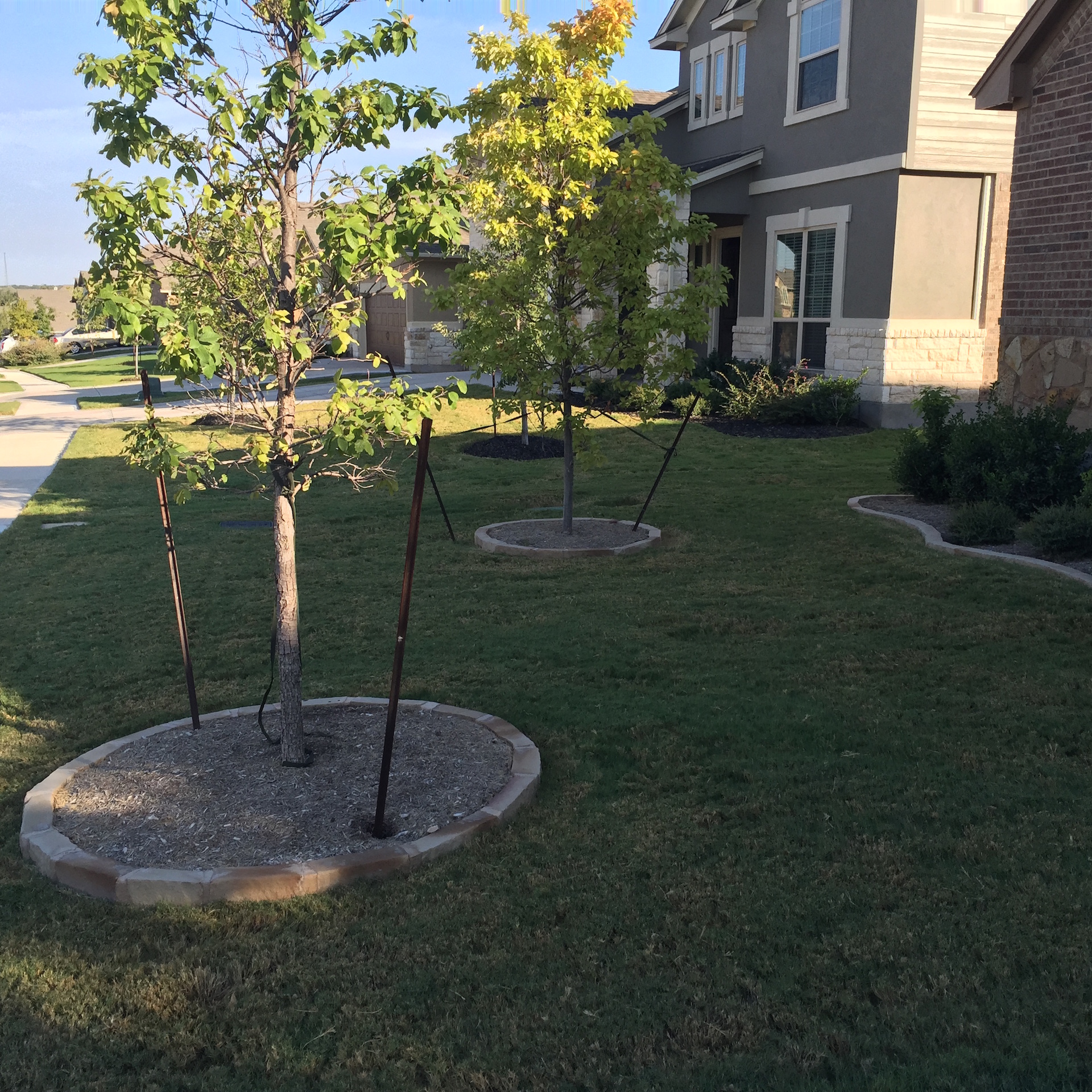 https://www.grassworksaustin.com/wp-content/uploads/2022/07/Grass-Works-Lawn-Care-Austin-Tree-and-Plant-Install.jpg