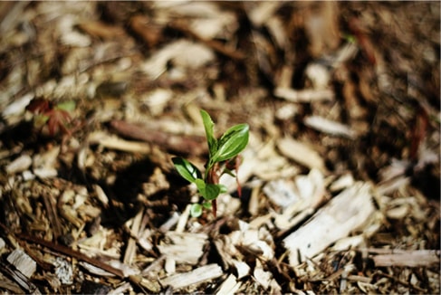 Mulch Delivery & Installation in Austin, TX