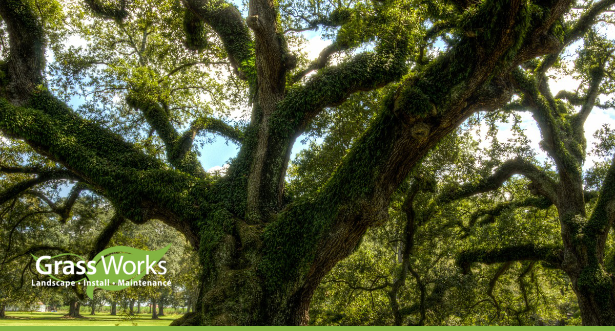 How to Identify Texas' Oak Trees By Their Leaves