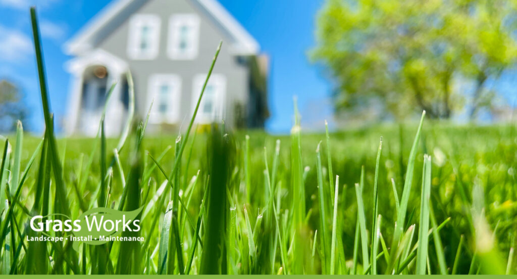 St. Augustine Grass: Pros & Cons for Texas Lawns