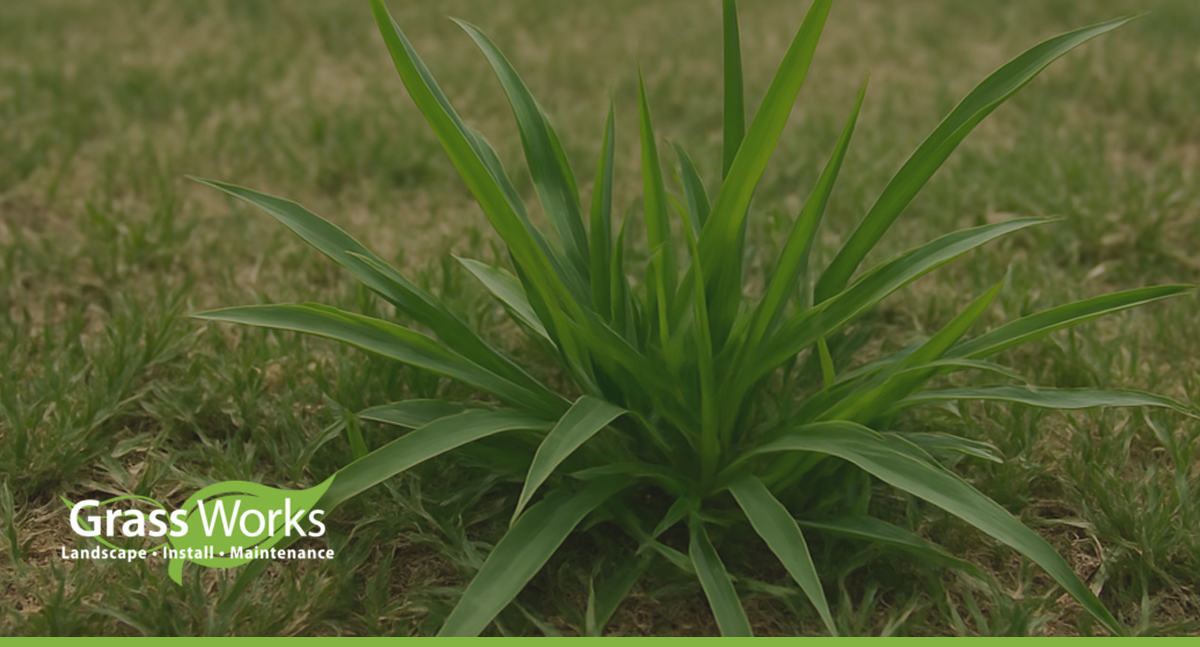 How to Get Rid of Crabgrass in Central Texas