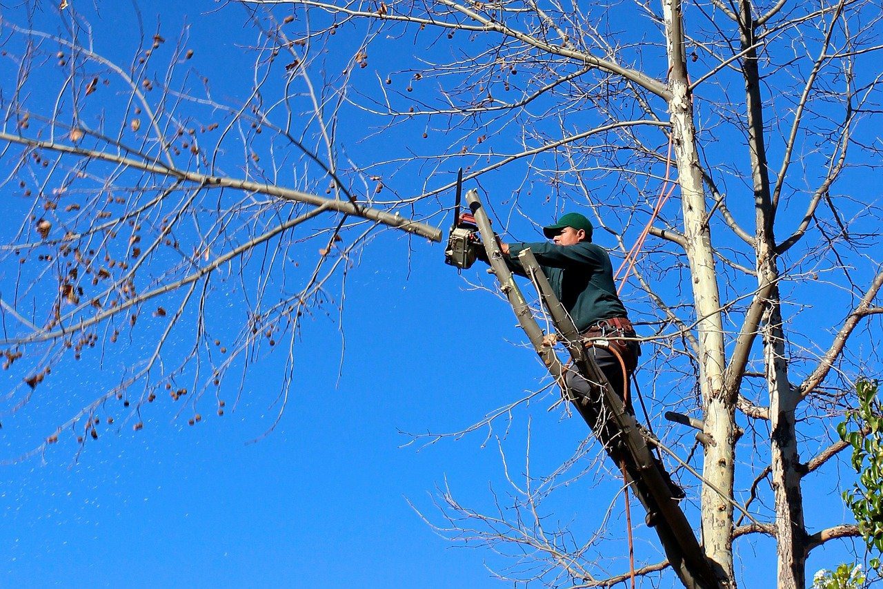 Time for Tree Trimming: 3 Reasons to Prune Your Trees this Winter ...