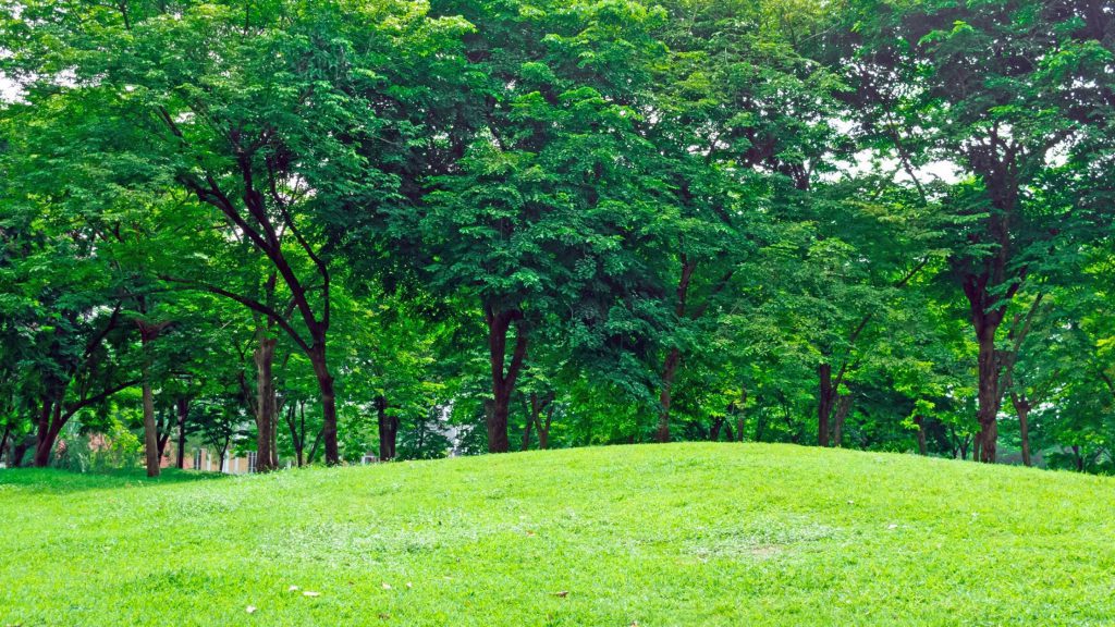 Fall Lawn Care 1024x576 1