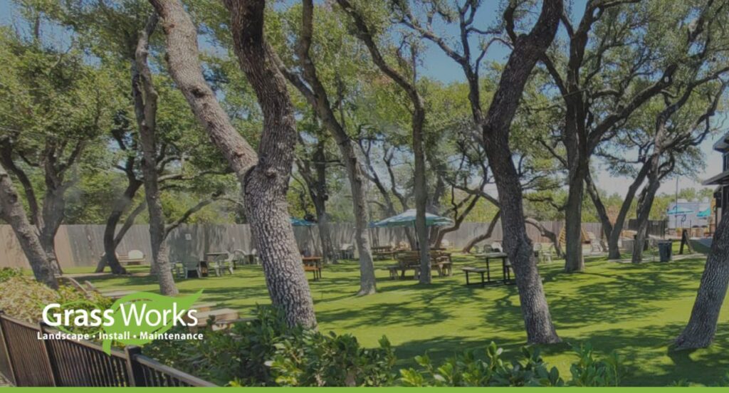 Palisades Zoysia Grass Maintenance image