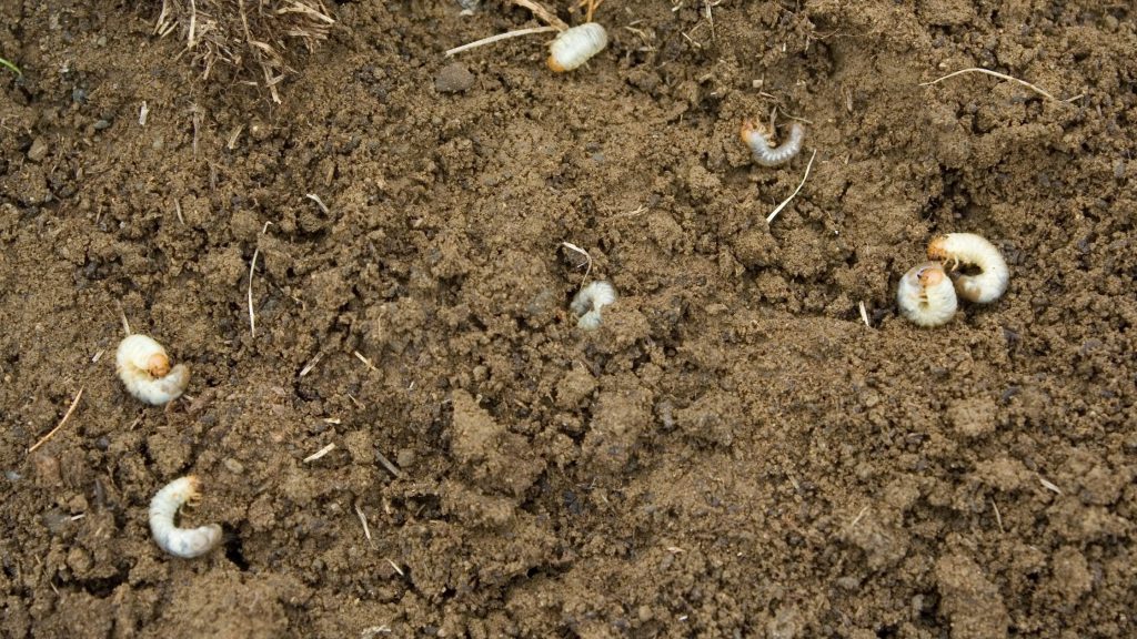 grubs 1024x576 1
