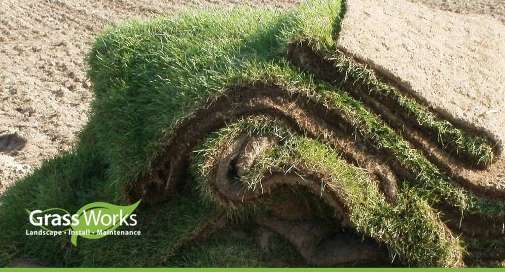 how long for sod to root image
