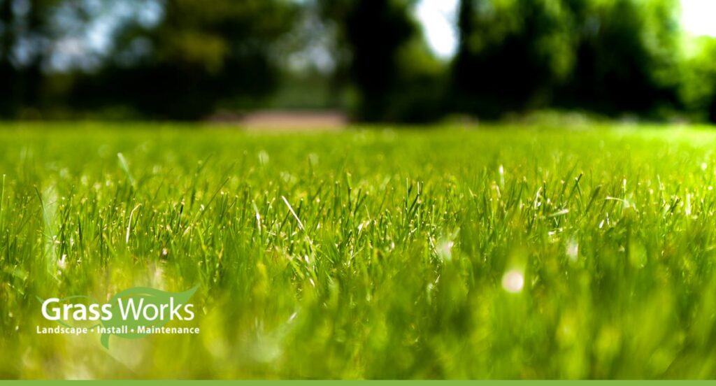 Freshly installed sod on an Austin, TX lawn illustrating sod installation cost